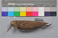 藏品(磯鷸)的圖片